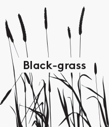 Blackgrass Animation