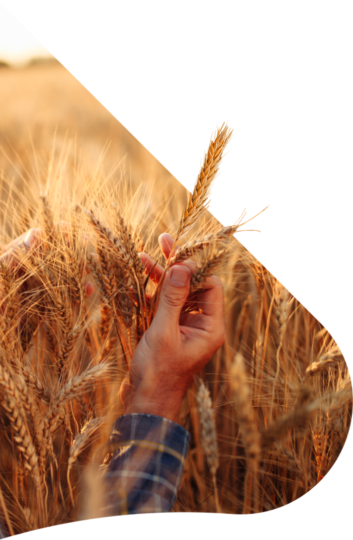 wheat-overlay