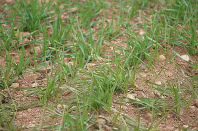 Spring Barley close up, Lincs, 15.04.2015