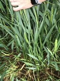 Split field Ragley Arizona