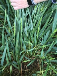 Split field Ragley CTL