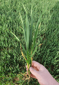 split field colchester