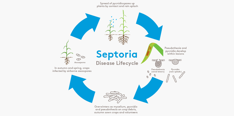 Septoria disease lifecycle
